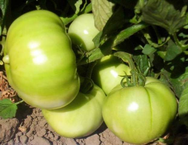 Determinate Round tomato 83-245 p1